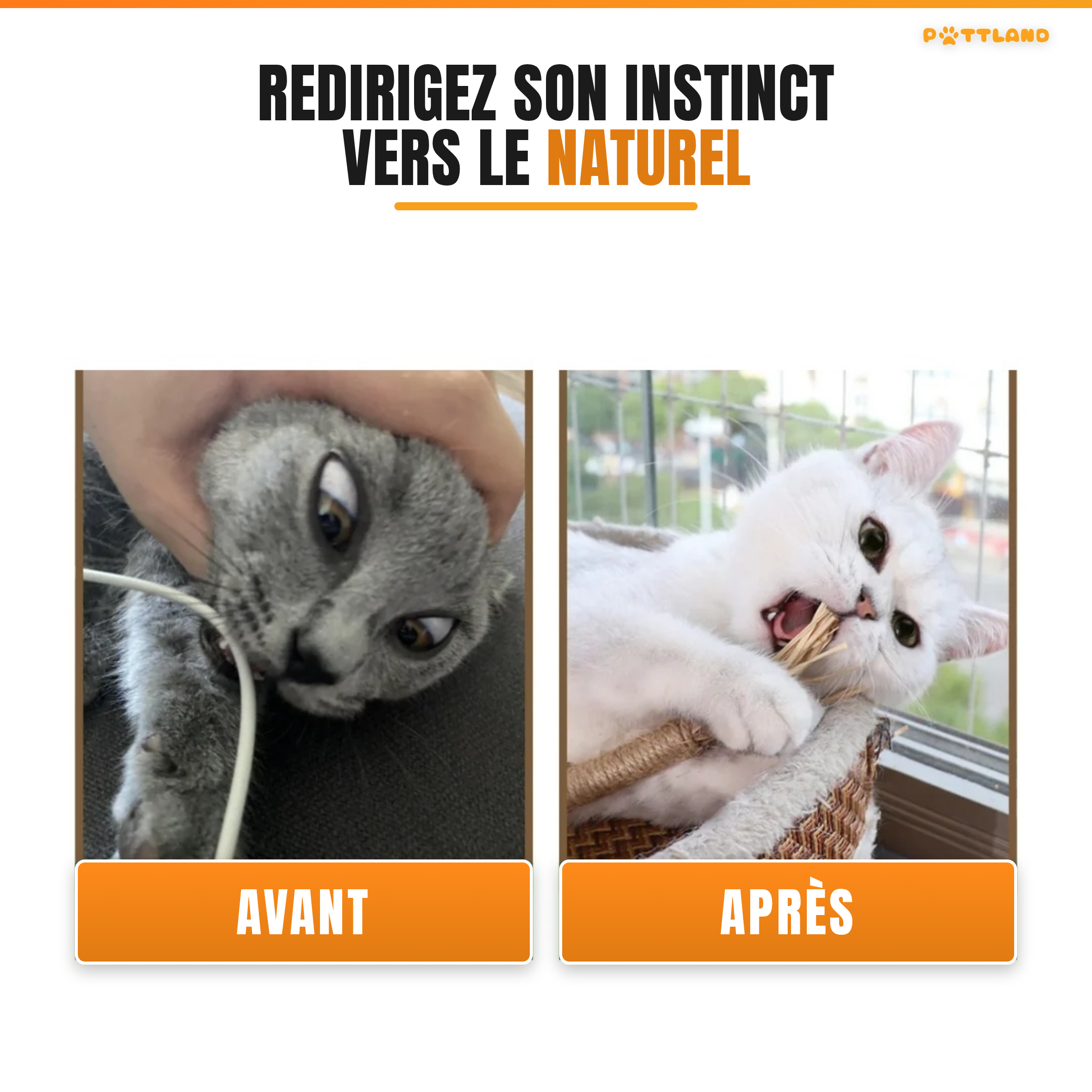 Patt'Dent™ - Pack de Bâtonnets Dentaires au Silvervine